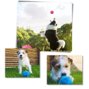 Automatic moving roller ball for dog with changeable covers