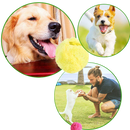 Automatic moving roller ball for dog with changeable covers