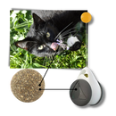 Interactive ball toy for cats