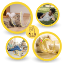 Interactive Compact Cat Tunnel