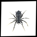Natural Movement Spider Lures